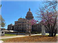 The Texas Capitol building against a cloudless blue sky. White tarps cover makeshift structures outside the entrance. A cherry tree blossoms in the foreground.