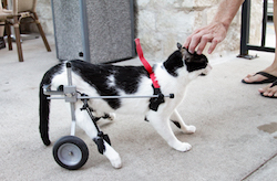 From the side, a black and white cat with a set of wheels harnessed to his back legs, receives a scratch on the head.